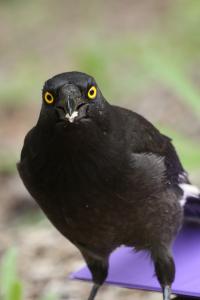 Pied Currawong