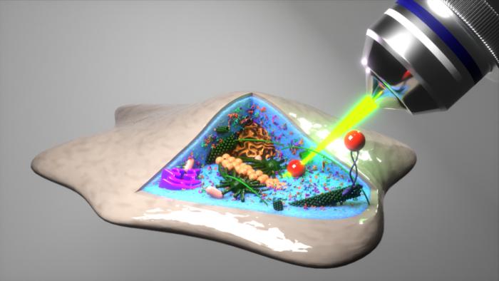 Blick in die Zelle per optische Laserfalle: Sie lokalisiert mikroskopische Teilchen, um auf ihre zufällige Zitterbewegung rückzuschließen. Ein neuer Ansatz der Göttinger Forschenden erlaubt es aus diesen Bewegungen zu schließen, wie hart, weich oder 