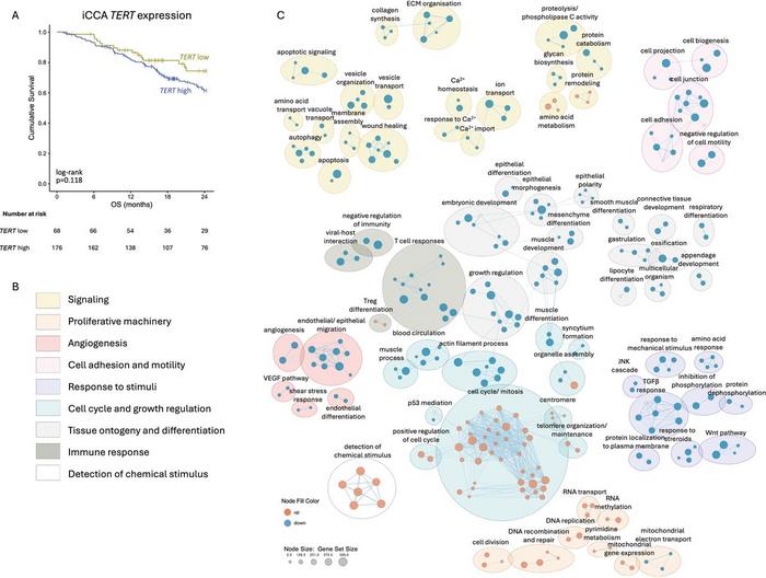 Role of intratumour TERT expression.