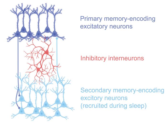 Example neuronal circuit diagram for non-REM/REM sleep cycle study