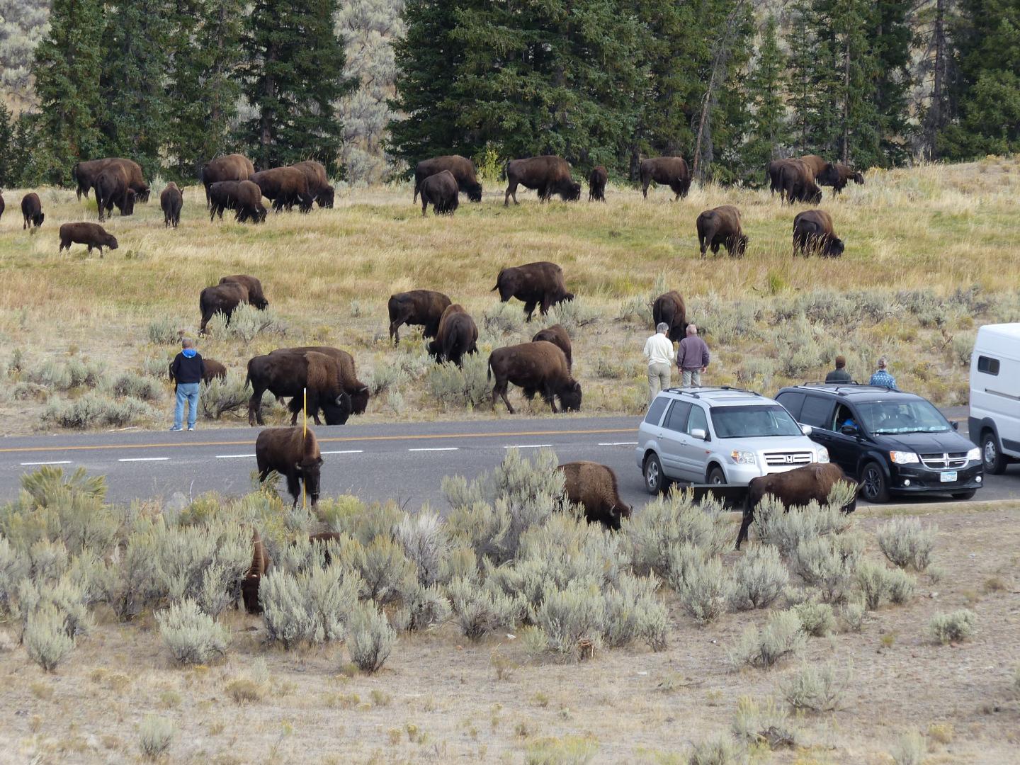 Yellowstone Bison