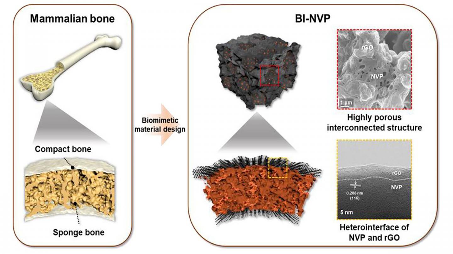 Schematic illustration: mammal bone and NVP cathode