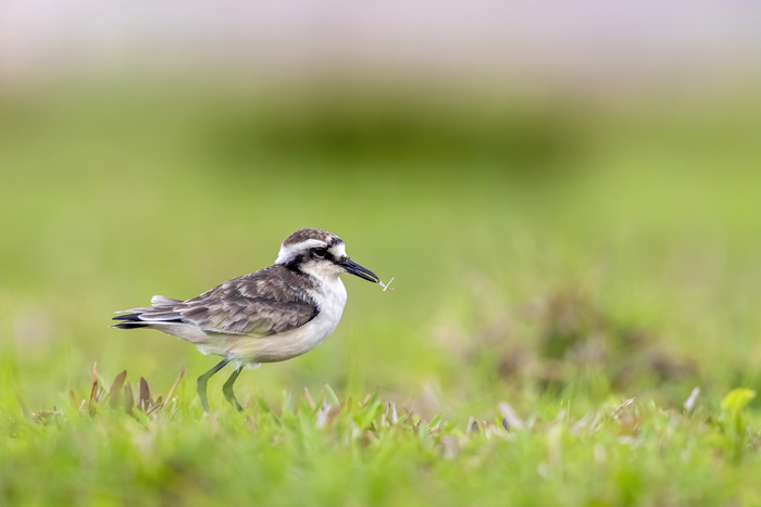 Saint Helena's Plover