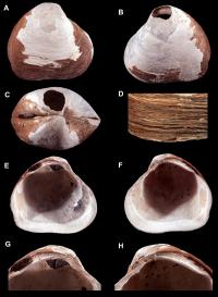 <i>Wallerconcha Sarae</i>