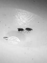 Lunging Stance in Drosophila (1 of 2)