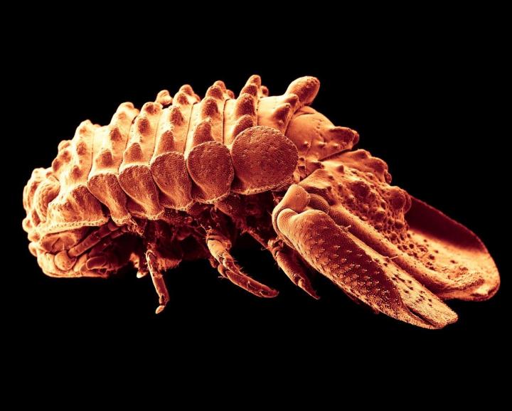 <i>Exosphaeroma&nbsp;Pentcheffi</i>