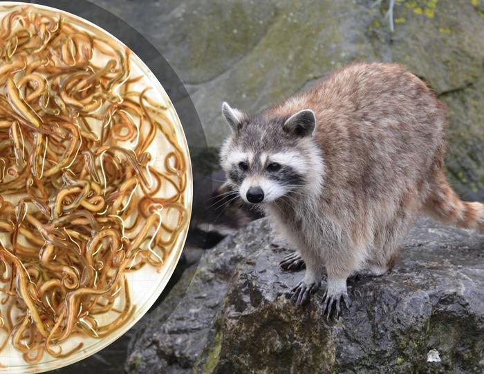 Raccoon Roundworm