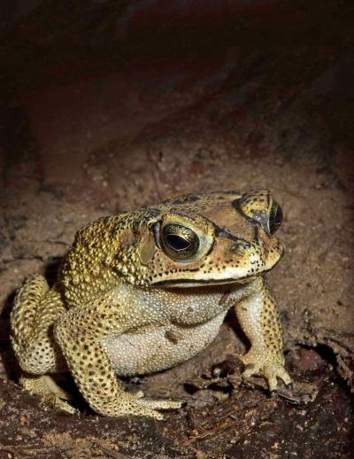 Seven Habits of Highly Effective Toads (2 of 5)
