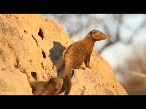 Dwarf Mongoose Sentinels