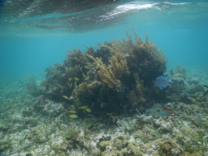 Overgrown Algae Shallow Patch