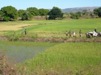 Crops in Madagascar