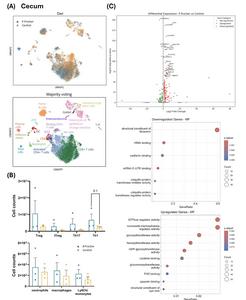 Consumption of dietary β-fructan fibres in EAE mice is associated with altered immune cell populations in the caecum.