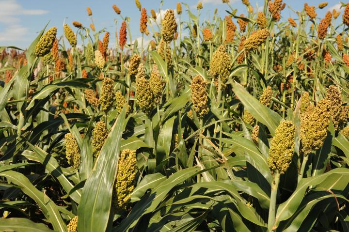 Sorghum Breeding Nursery