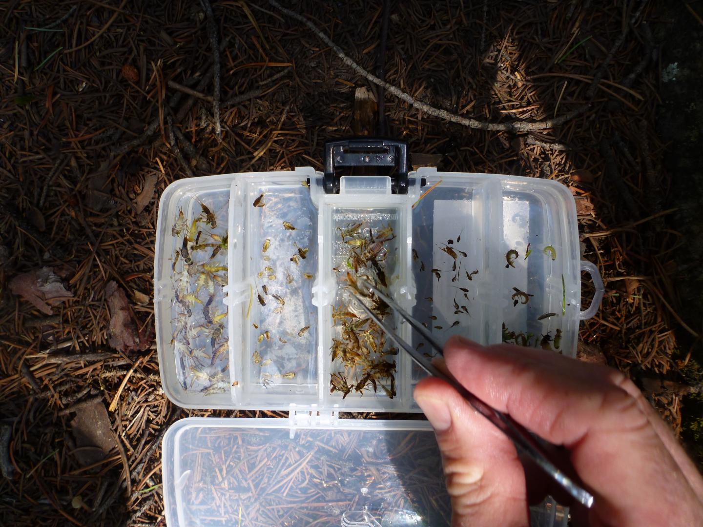 Mayflies