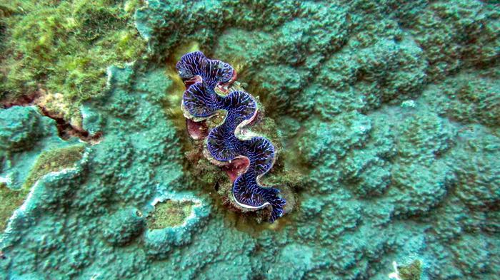 Violet-colored giant clam