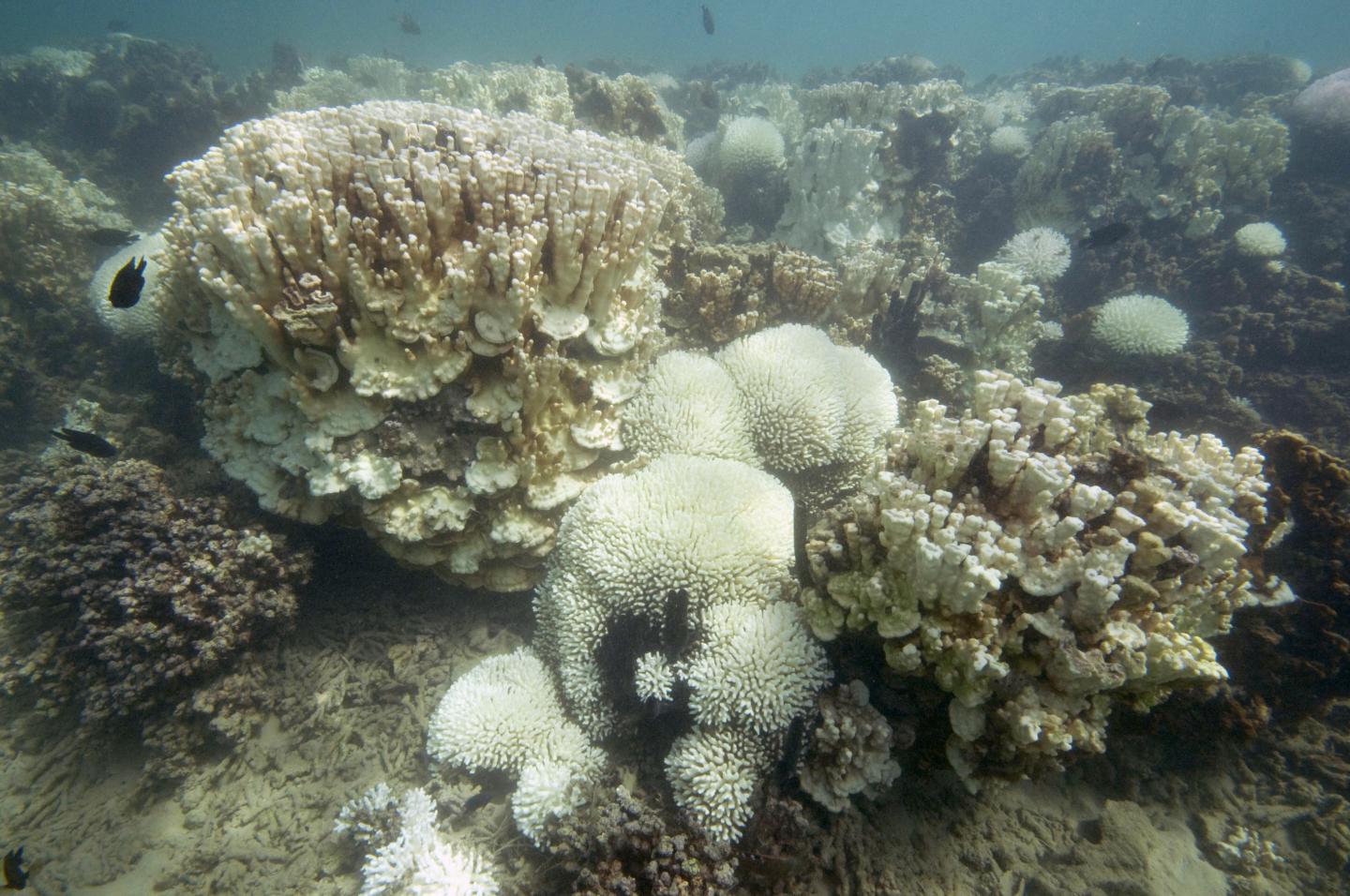 Severe Bleaching of Corals, Lord Howe Island 2010-2011