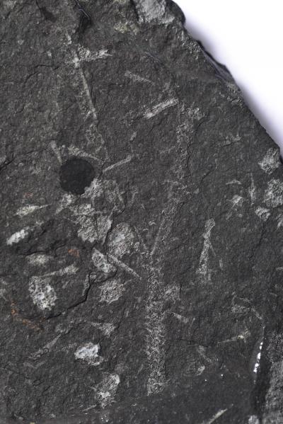Graptolite Specimen