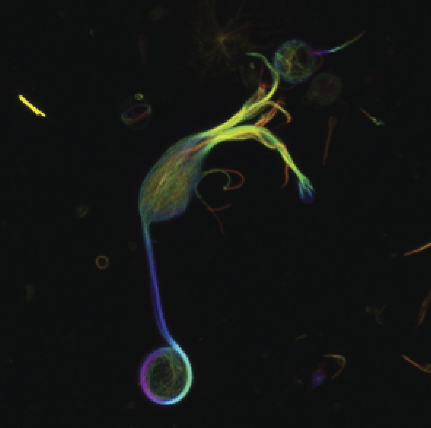 Isolated Goldfish Retinal Bipolar Cell