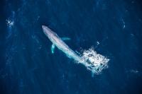 Blue Whale