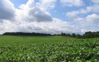 Soybean Field