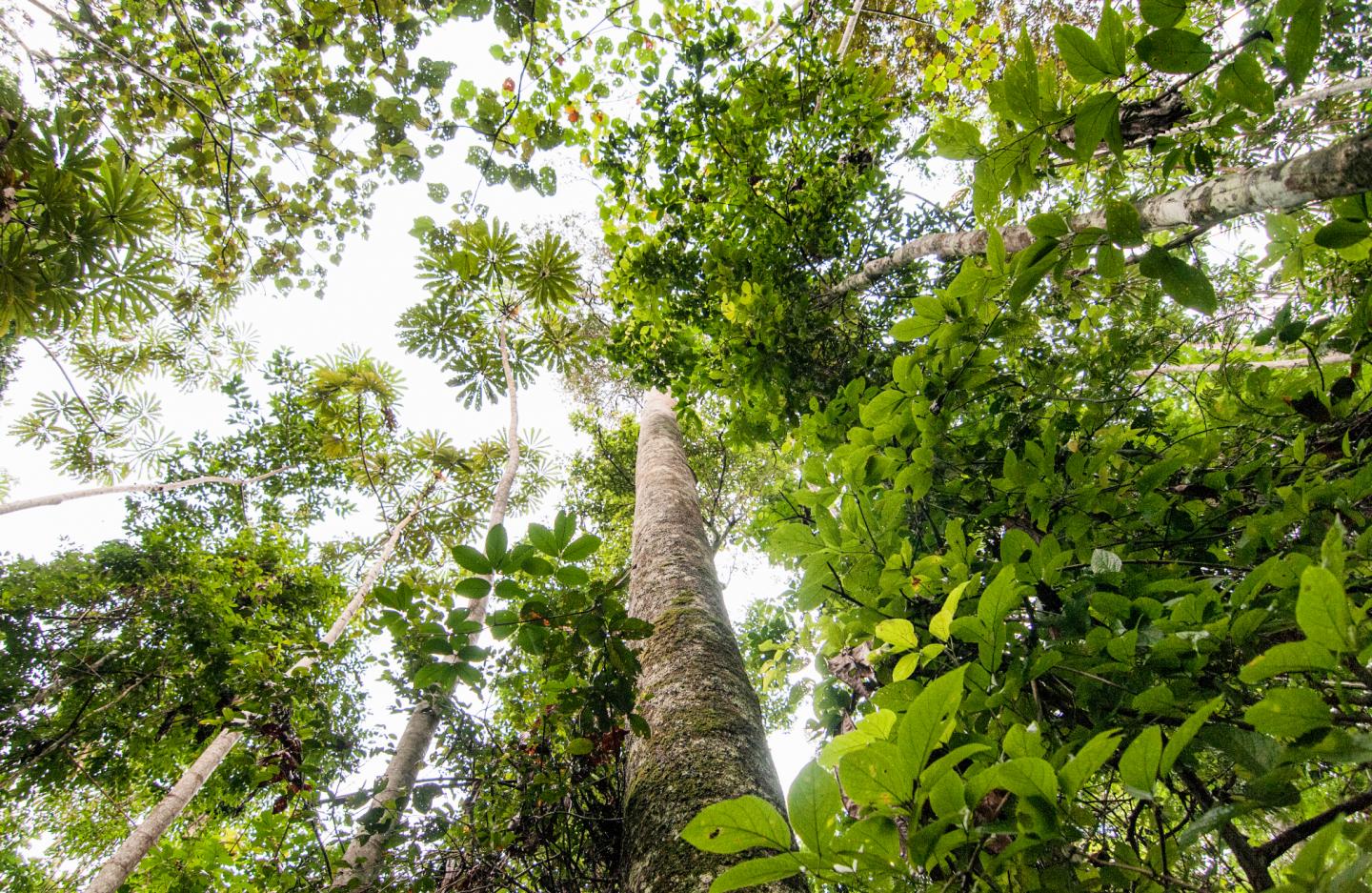 Deforestation of the Rainforest is Declining