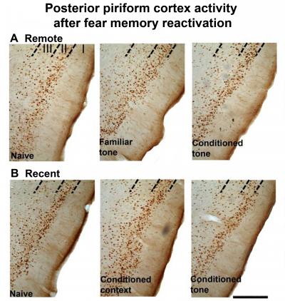 The Brain Seconds that Emotion