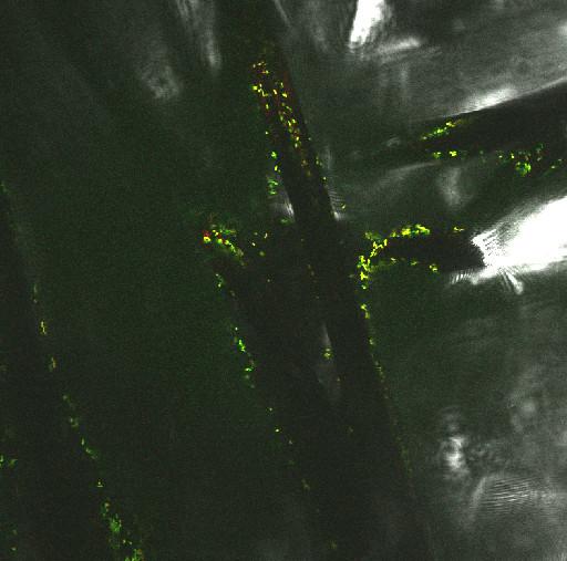 DFSO+ on <em>Shewanella oneidensis</em>