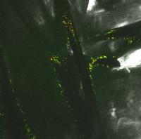 DFSO+ on <em>Shewanella oneidensis</em>