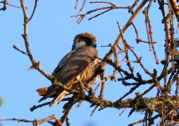 Eurasian Hobby Juvenile