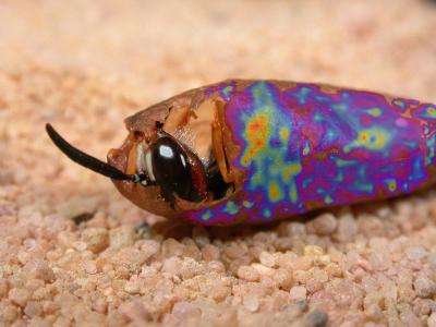 Beewolf Larva Merged with Visualized Antibiotics