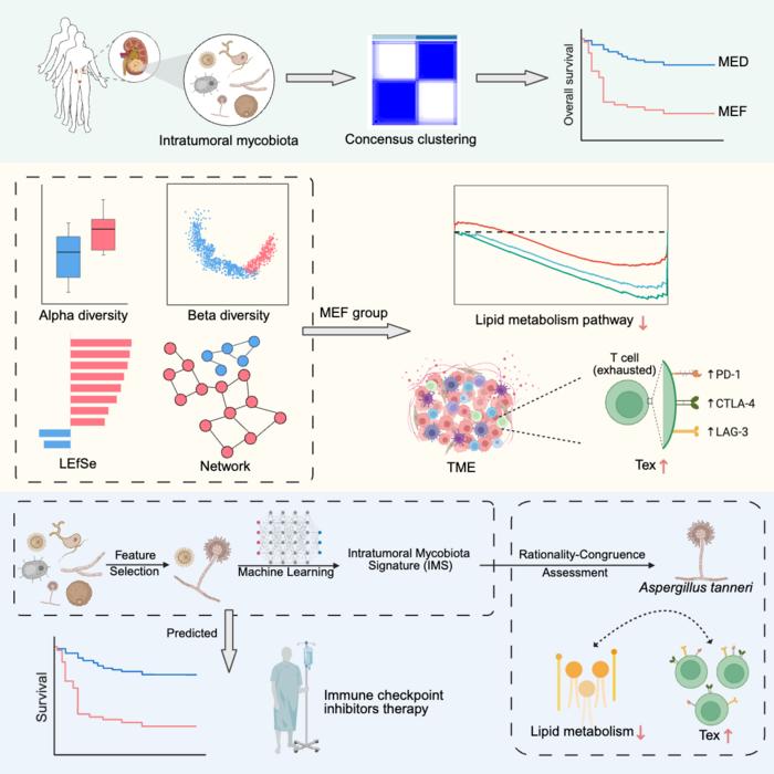 Intratumoral mycobiome influences the tumor microenvironment and immunotherapy outcomes in renal cell carcinoma.