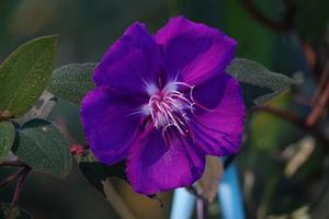 Fig. 2: Flower of Pleroma (Melastomataceae) with the scoop-bearing poricidal stamens in the center, visible as elongated white-purple structures. Scoop-bearing stamens are common in Melastomataceae, the largest group of plants specialized on buzz-pollinat