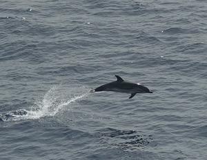 Tracking the fin whale and the sperm whale in the Mediterranean