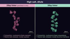 New Research Sheds Light on Chromatin Condensate Formation