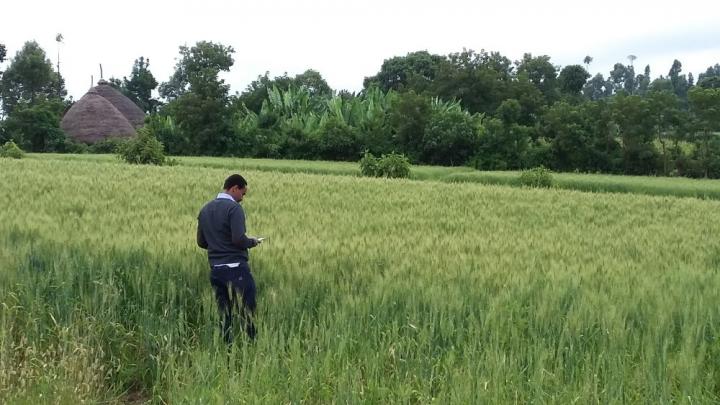 13-year analysis sheds new light on wheat crop disease patterns in Ethiopia