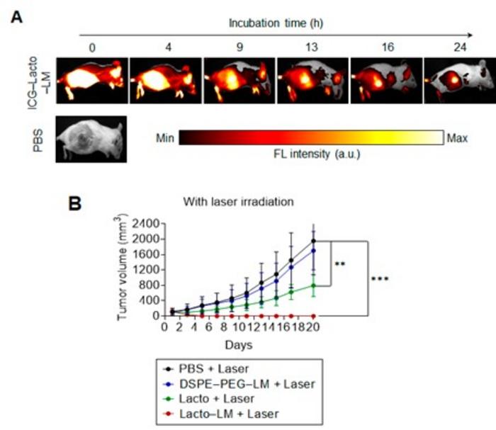 Figure 2. (A) Fluorescence properties of liquid metal nanoparticles in target tumors, (B) Antitumor effects by liquid metal nanoparticles (complete tumor elimination).