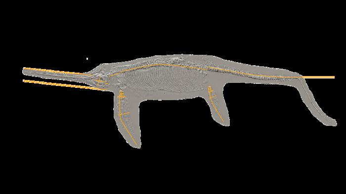 Model of the ichthyosaur Eurhinosaurus longirostris