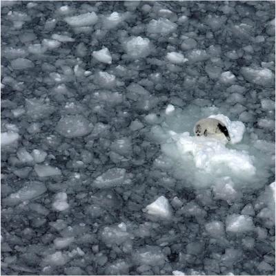 Harp Seal