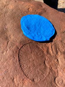 Dickinsonia observed at Nilpena Ediacara National Park, with negative relief