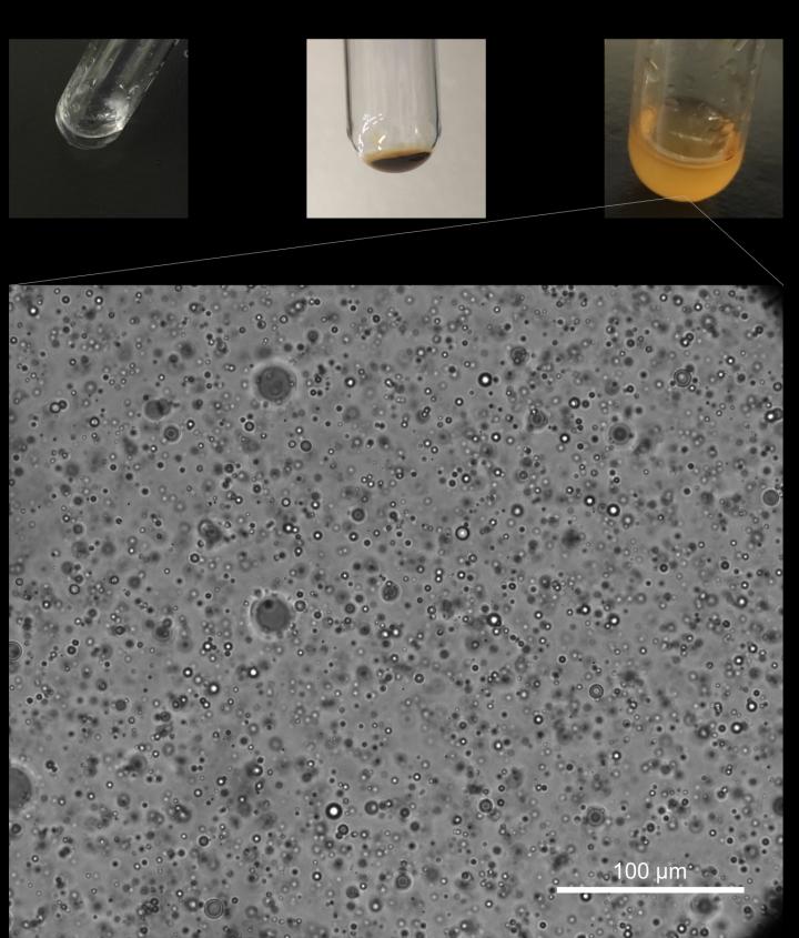 Polyester Synthesis and Microdroplet Assembly