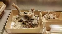 Worm Snail Shell in Museum Collections