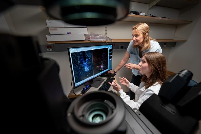 C1 neurons identified as a driver of prolonged fear and anxiety
