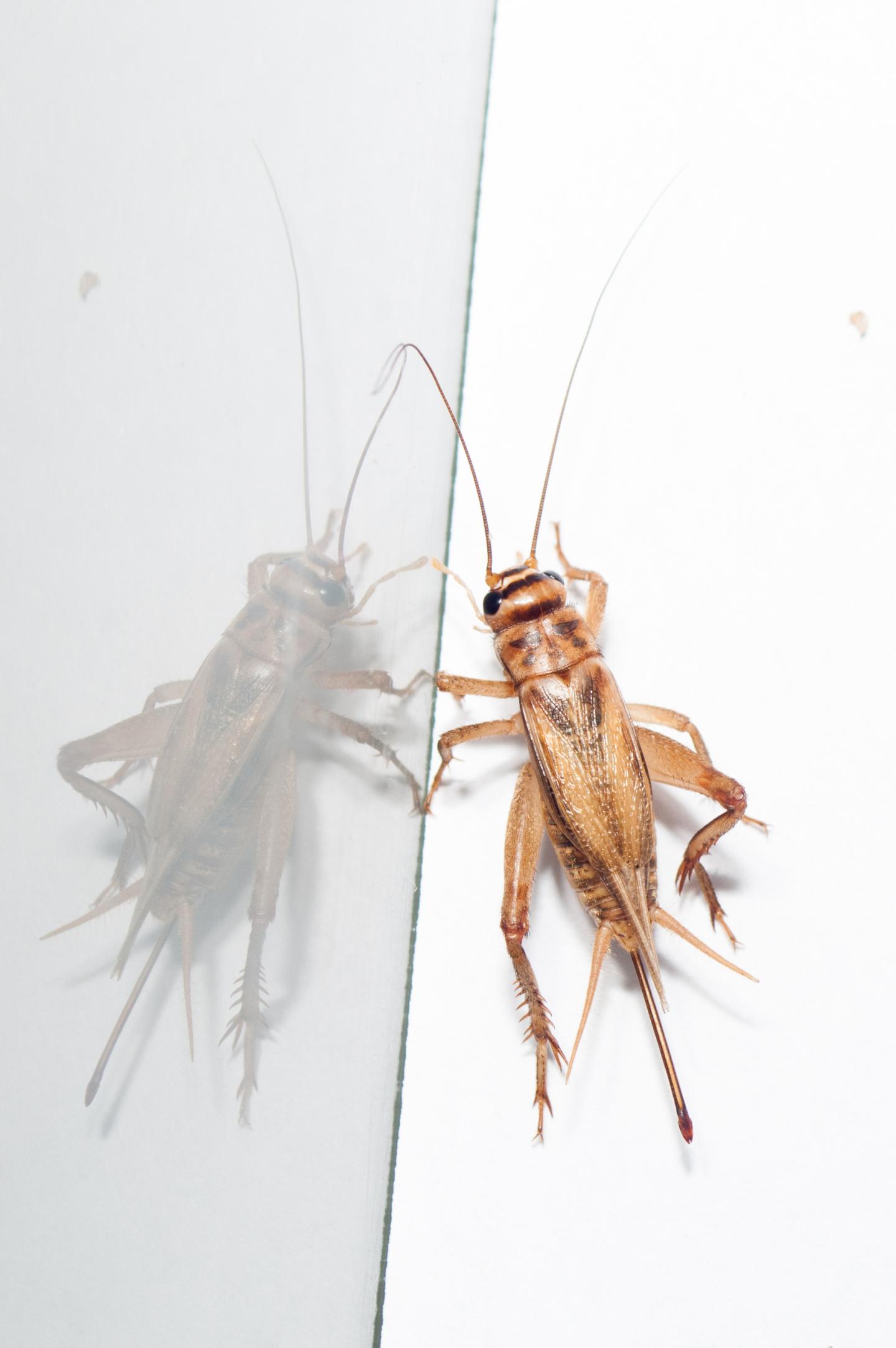 Grasshopper