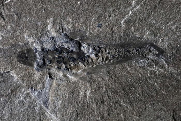Fossil specimen of Mosura fentoni, ROMIP 67520