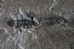 Fossil specimen of Mosura fentoni, ROMIP 67520