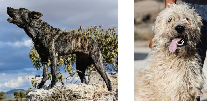 Varied Appearance of the Fonni's Dog