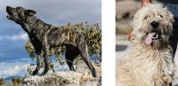 Varied Appearance of the Fonni's Dog