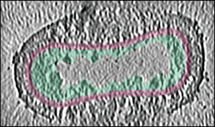 Cryo-electron tomogram of an entire Vaccinia virus. Side view.