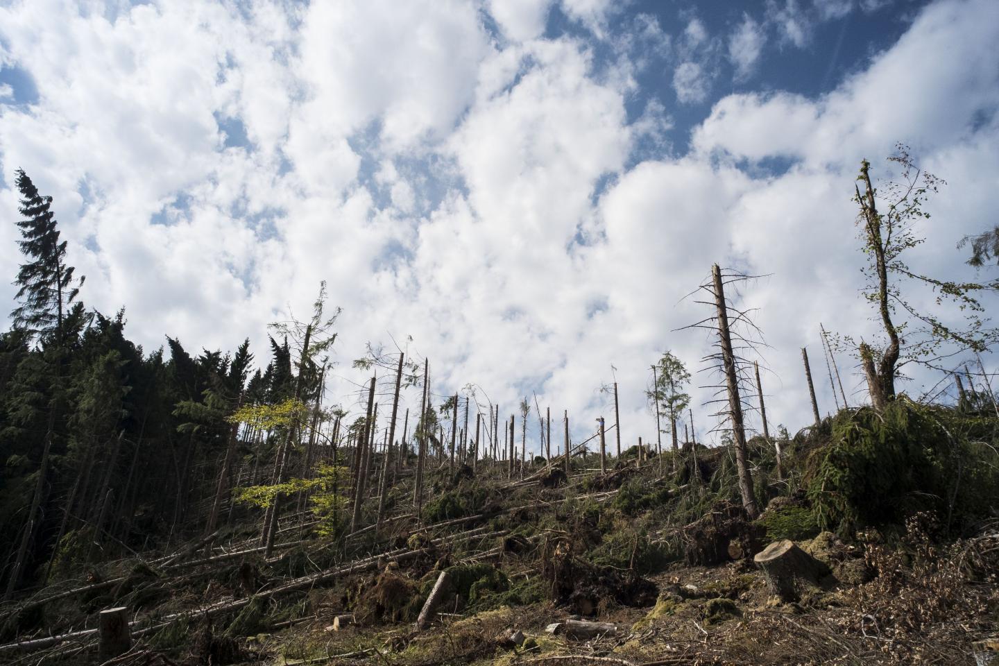 Deforestation, Farming and Agriculture: Land Use Is Contributing to Climate Change