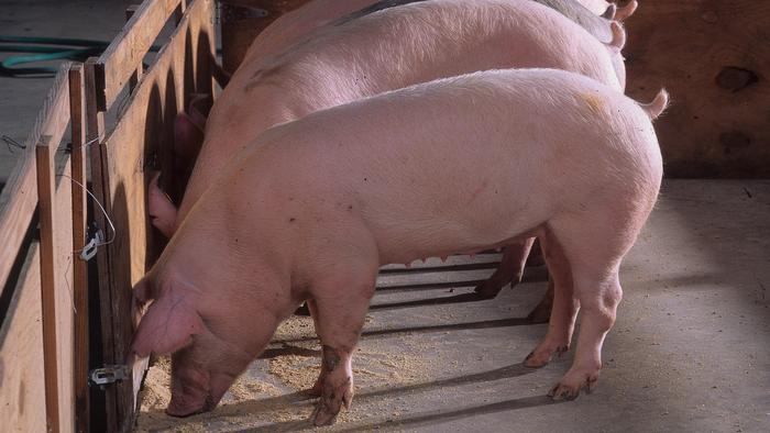 Pinpointing DNA changes responsible for important traits in livestock